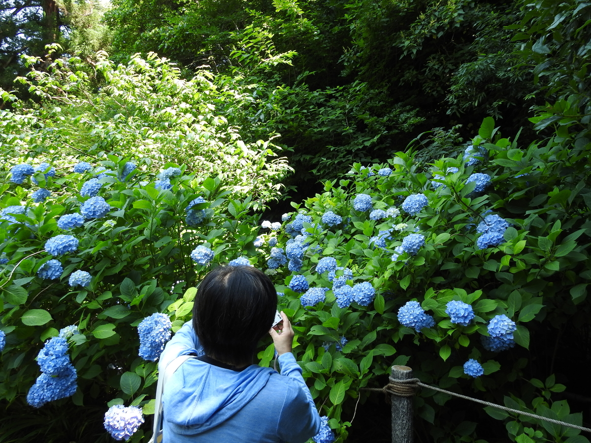 f:id:hidenaka24:20210615112644j:plain