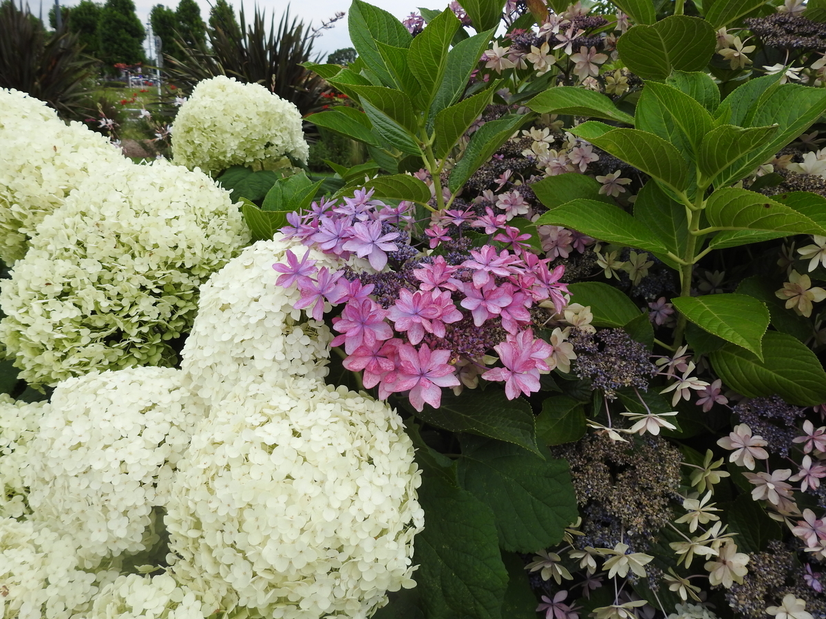 f:id:hidenaka24:20210623193614j:plain