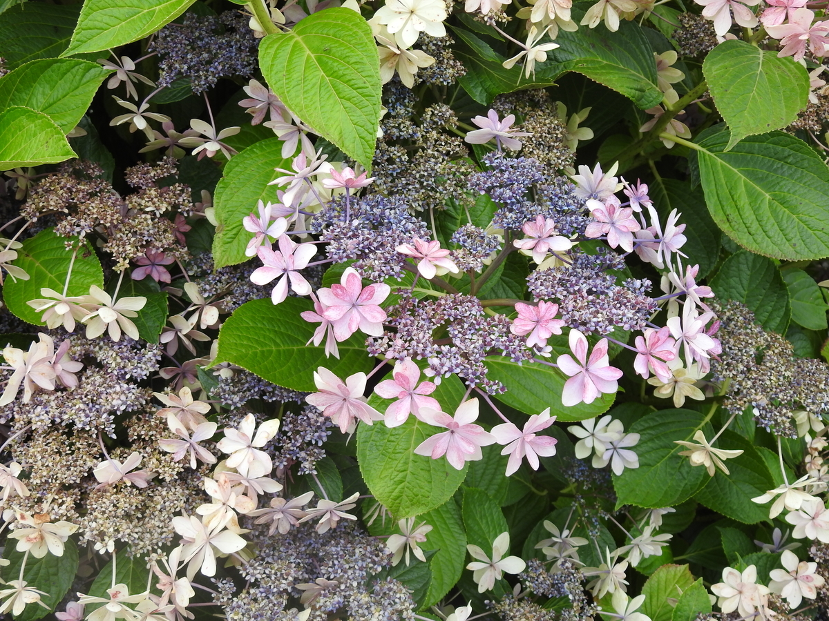 f:id:hidenaka24:20210623193727j:plain