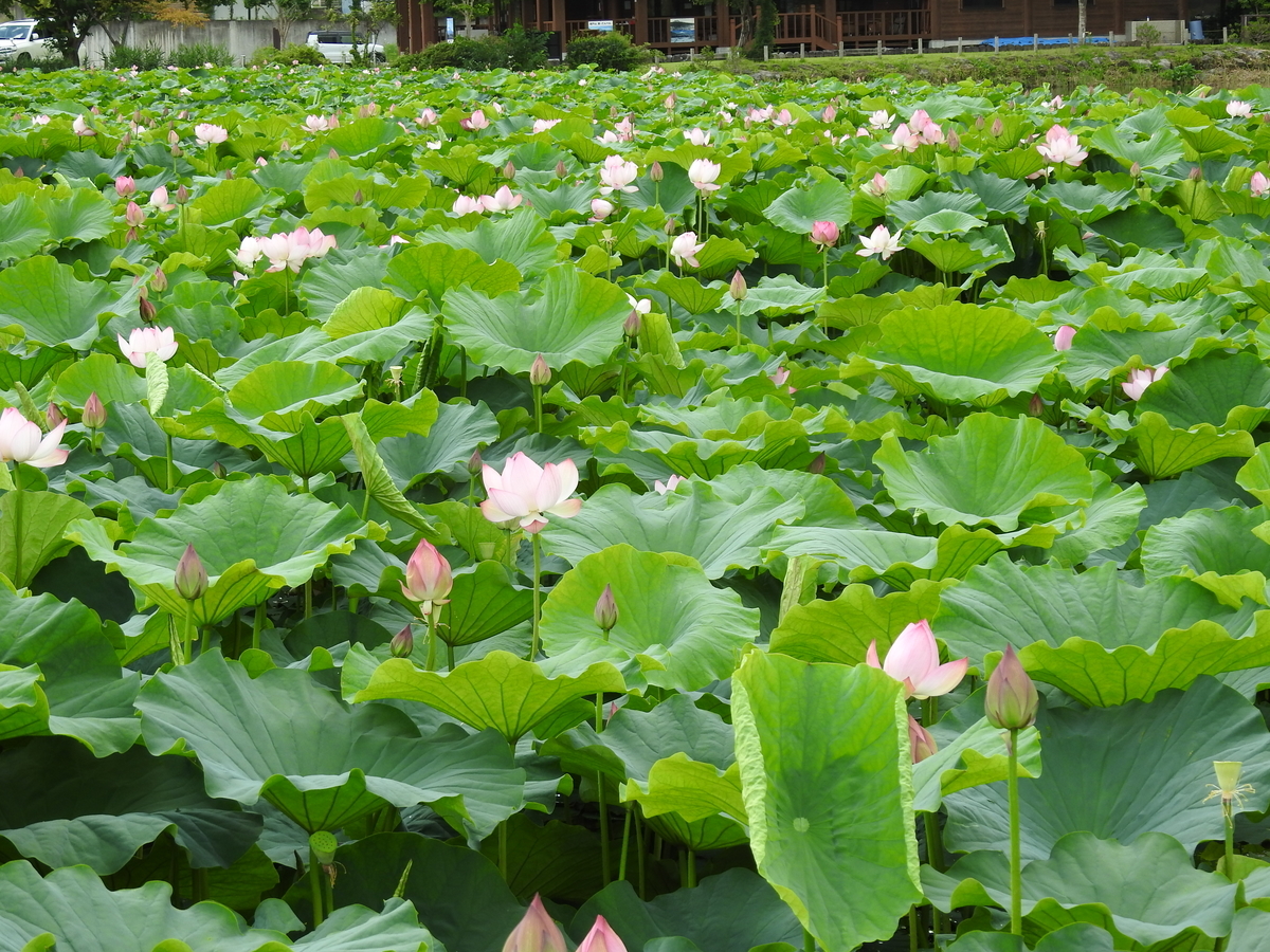 f:id:hidenaka24:20210814105731j:plain