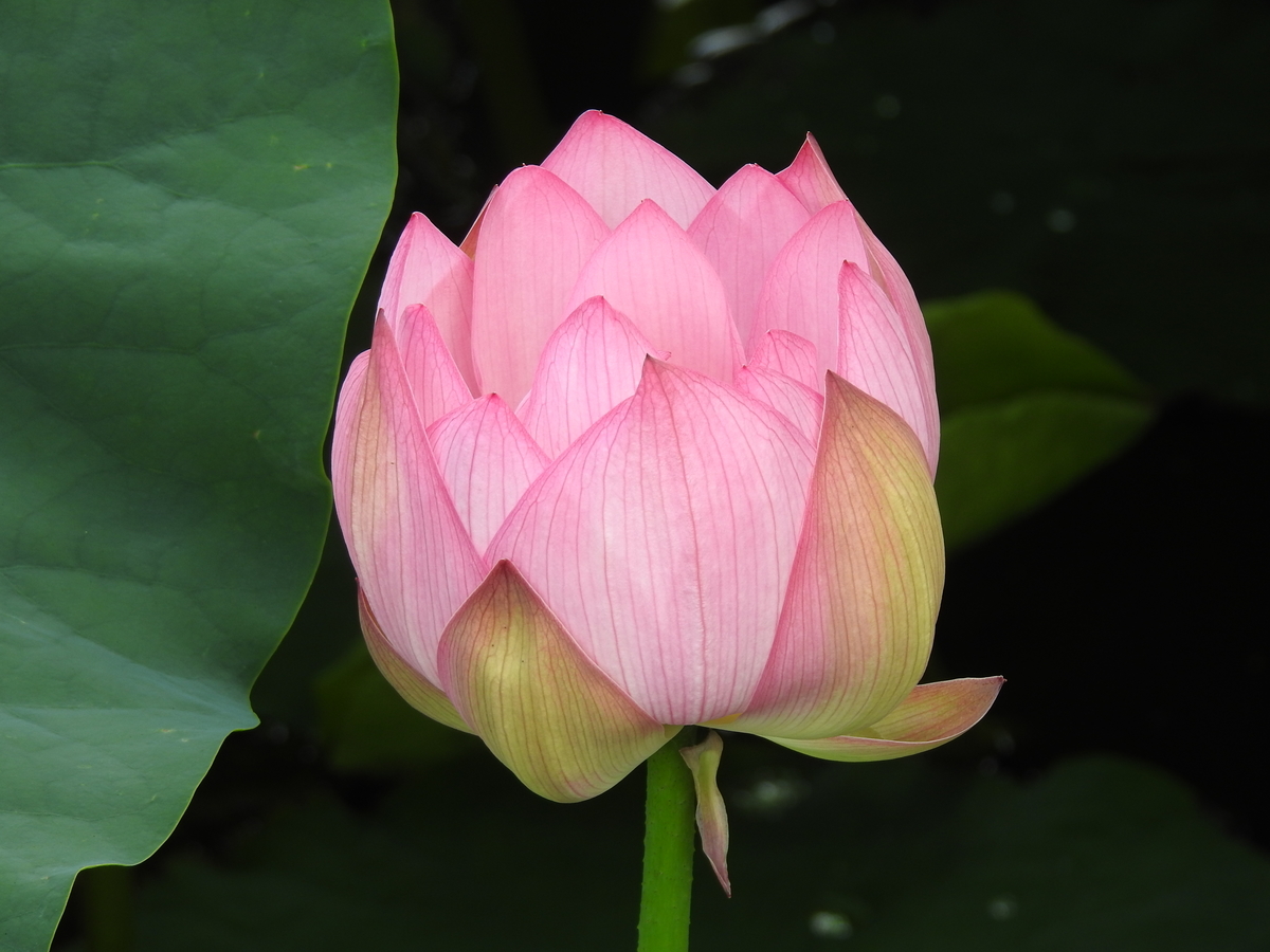 f:id:hidenaka24:20210814105759j:plain