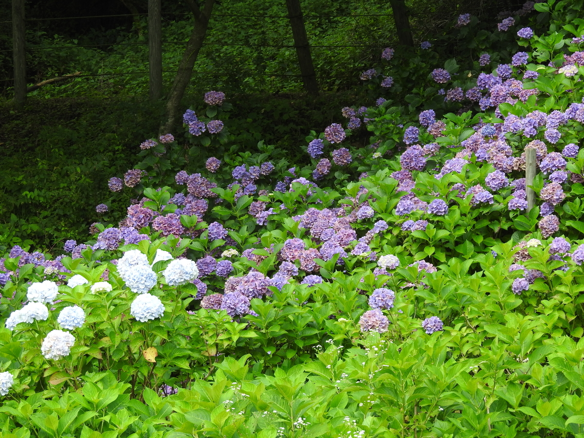 f:id:hidenaka24:20210814105822j:plain