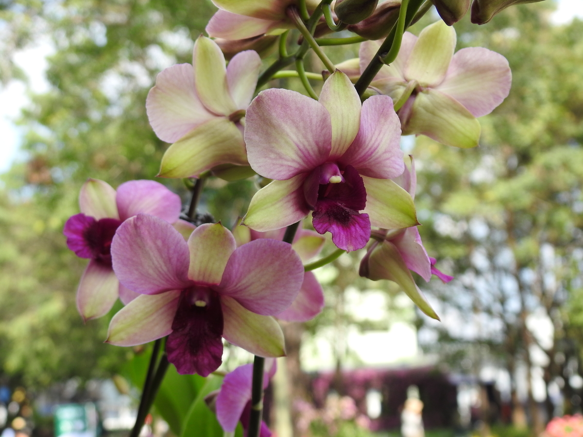 f:id:hidenaka24:20220115124753j:plain