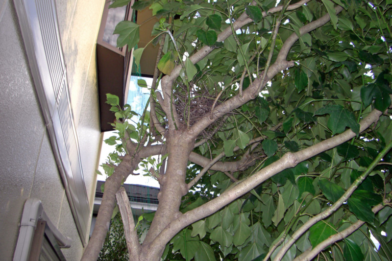 f:id:hideoyok:20070112180529j:image:w640:left