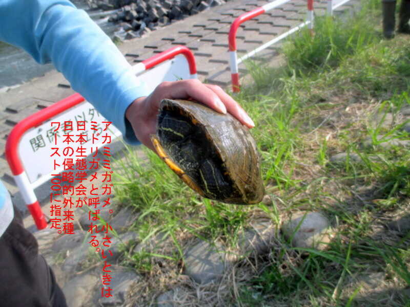 f:id:hideoyok:20150511105236j:image:w640