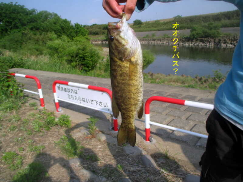 f:id:hideoyok:20150511105237j:image:w640