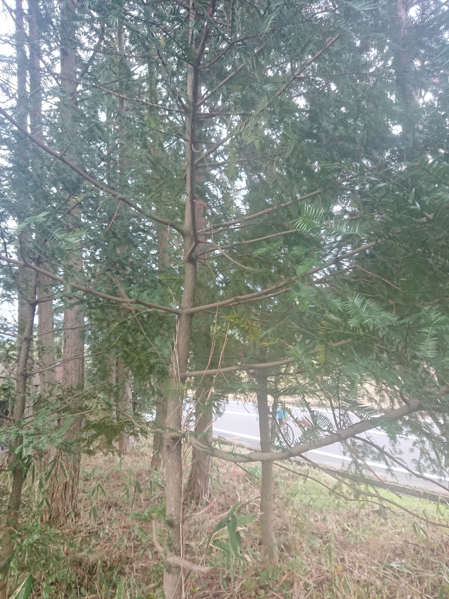 榧の木 原木について - 渓流釣テンから道具作り とアウトドアとレザークラフトと刃物とたまにはトヨタ20ソアラオジサンの手帳