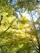 f:id:hidexi:20081123140054j:image:right f:id:hidexi:20081123140054j:image:right