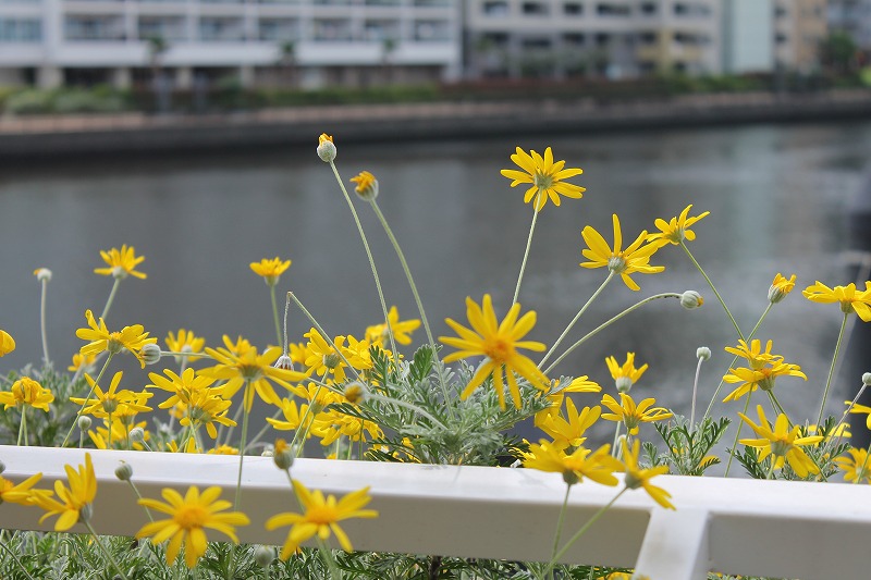 f:id:hideyoshi1537:20150506173445j:plain