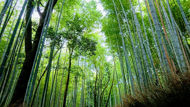 f:id:hifmi:20200223232025j:plain