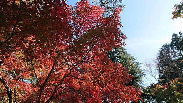 f:id:hifmi:20200224003127j:plain