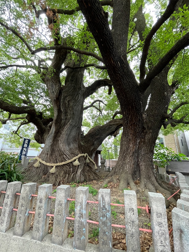 f:id:higachanntan:20220509234730j:image