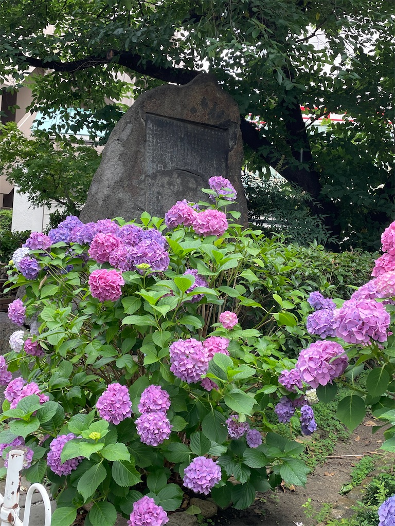 f:id:higachanntan:20230612174012j:image