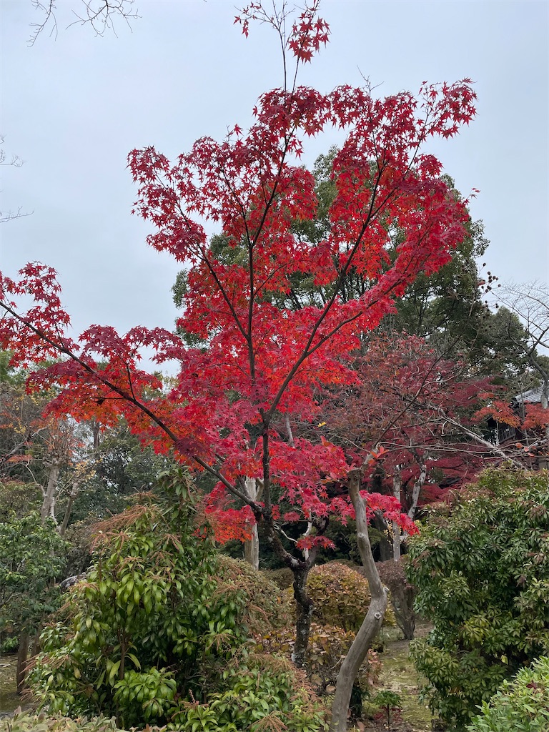 f:id:higachanntan:20231127164916j:image