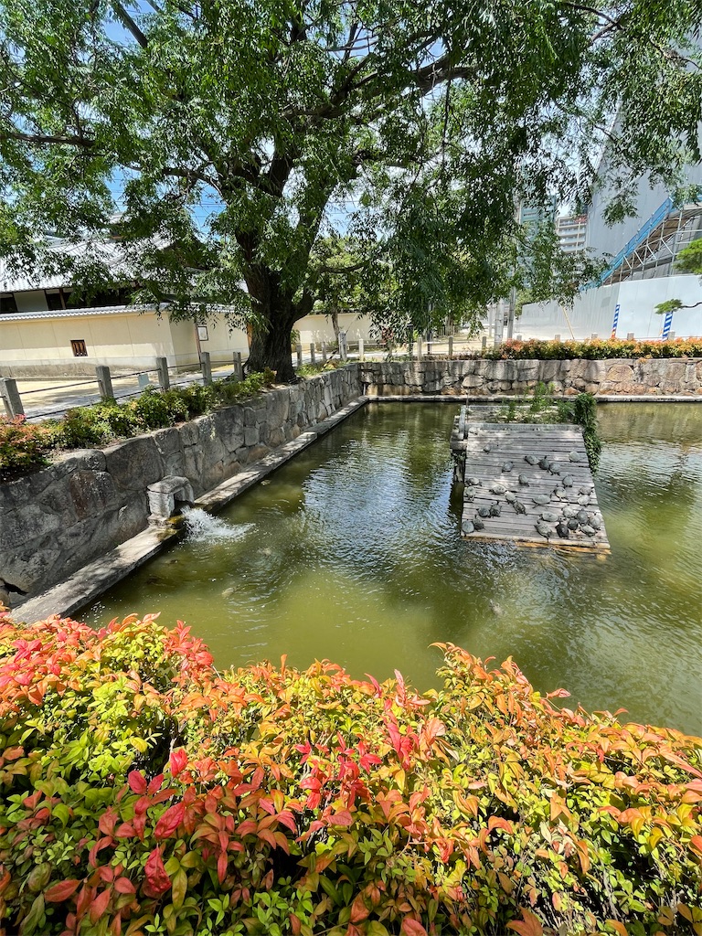f:id:higachanntan:20240721073744j:image