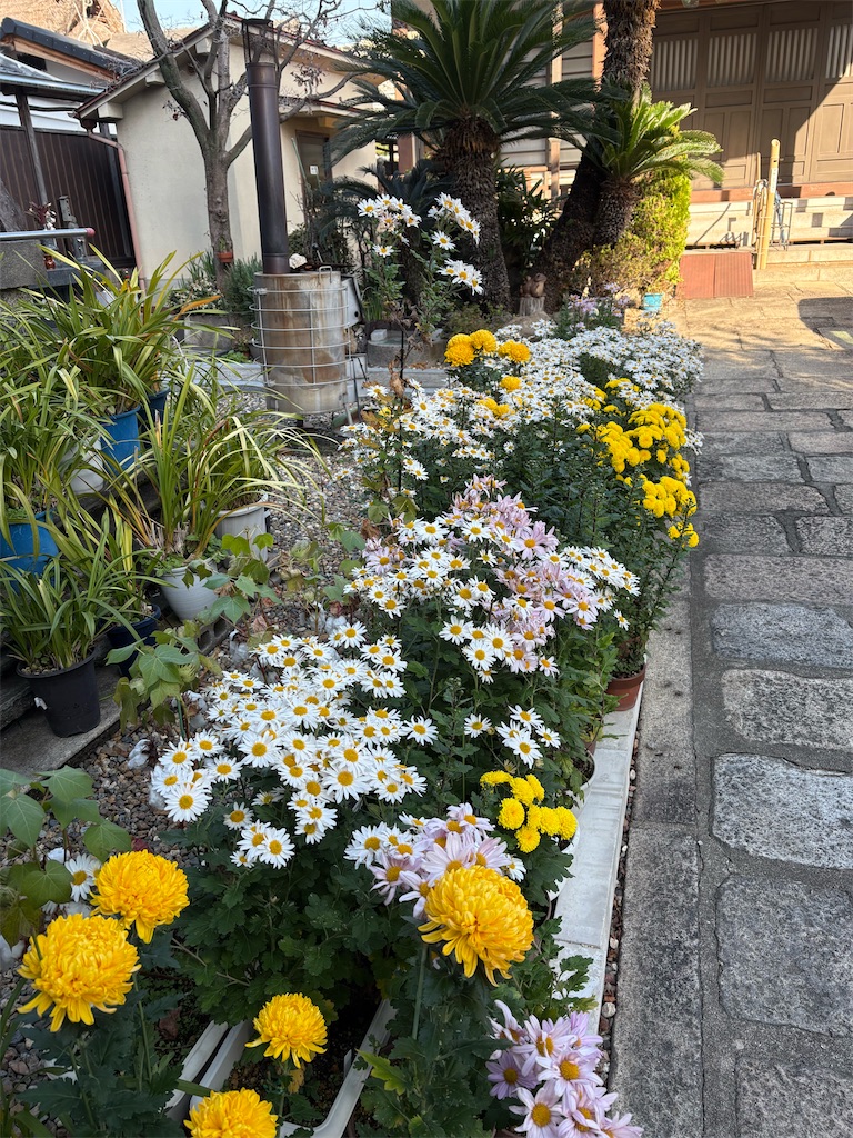 f:id:higachanntan:20241202223814j:image