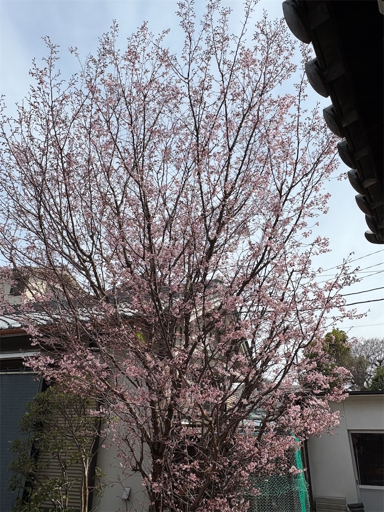 f:id:higachanntan:20250315015945j:image