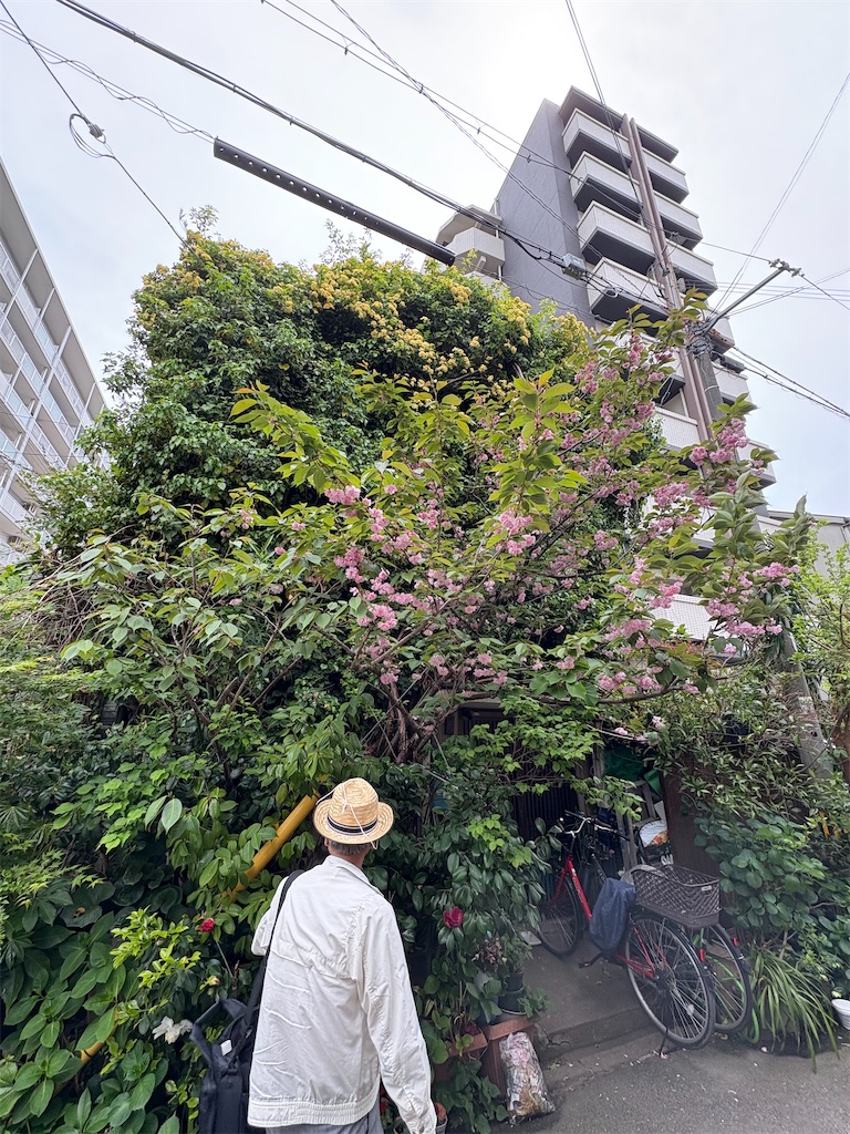 f:id:higachanntan:20250420171239j:image
