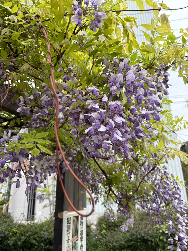 f:id:higachanntan:20250420171336j:image