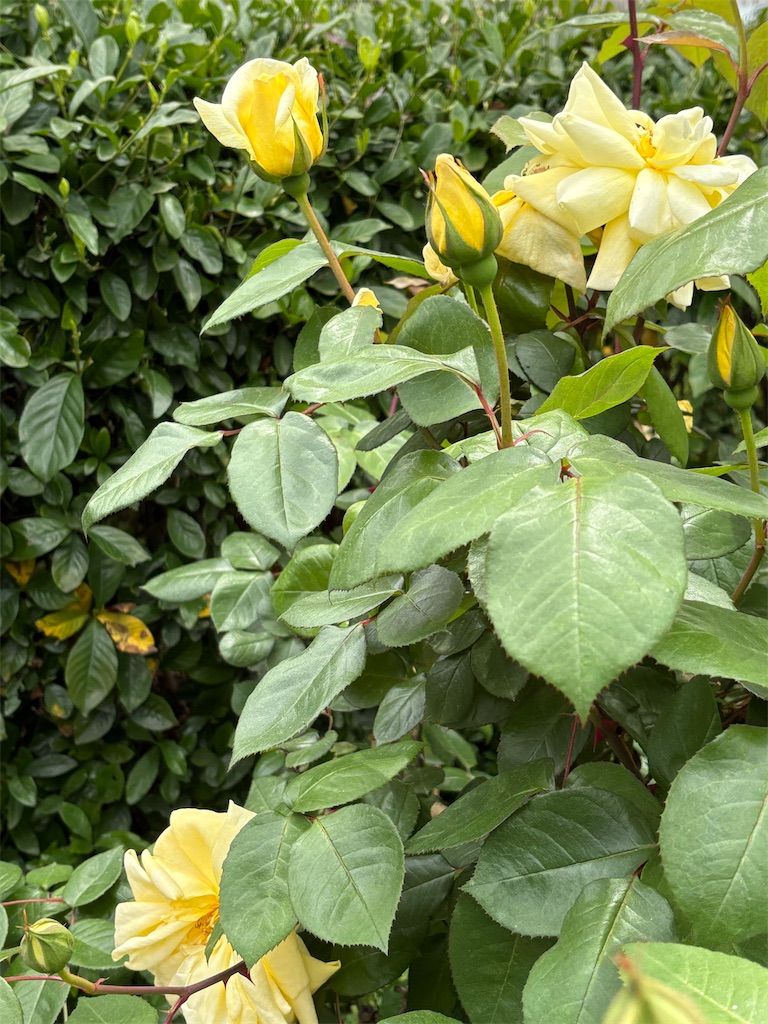 f:id:higachanntan:20250423141745j:image