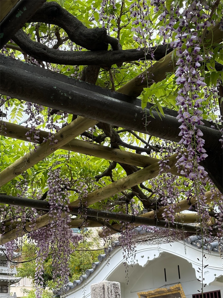f:id:higachanntan:20250423141917j:image