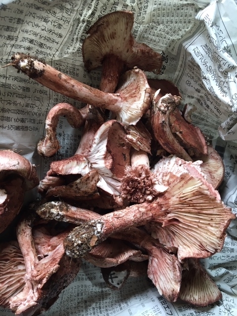 f:id:higanzakura109:20210930150020j:plain