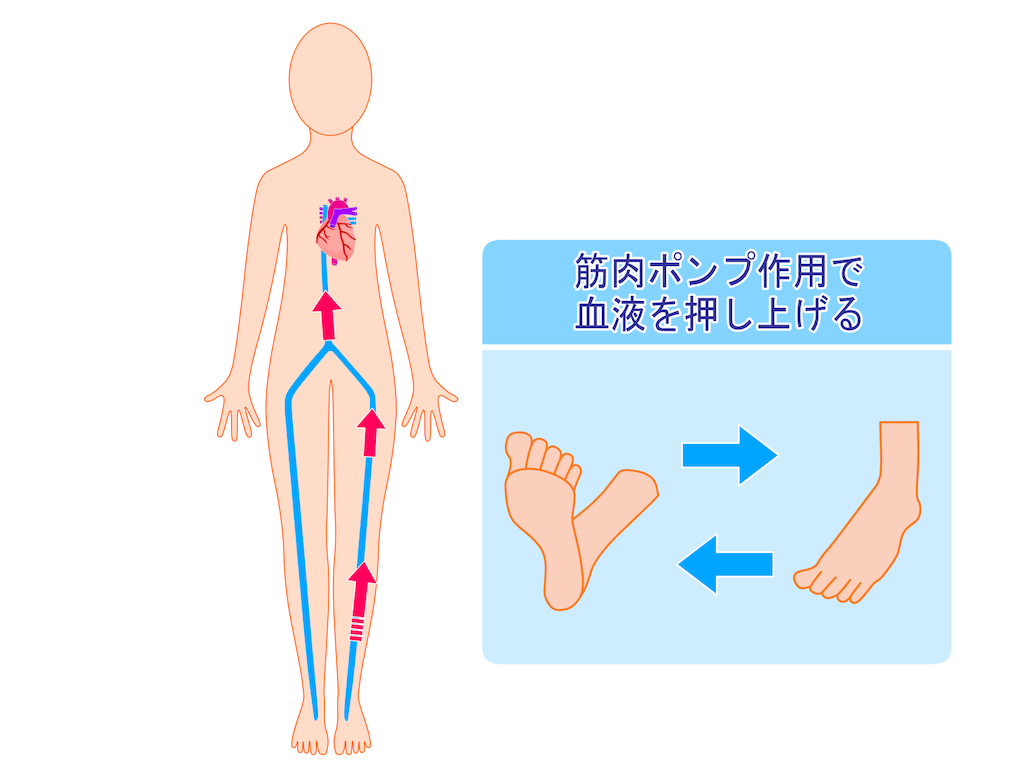 f:id:higashikawaguchigym:20220214131603p:image f:id:higashikawaguchigym:20220214131603p:image