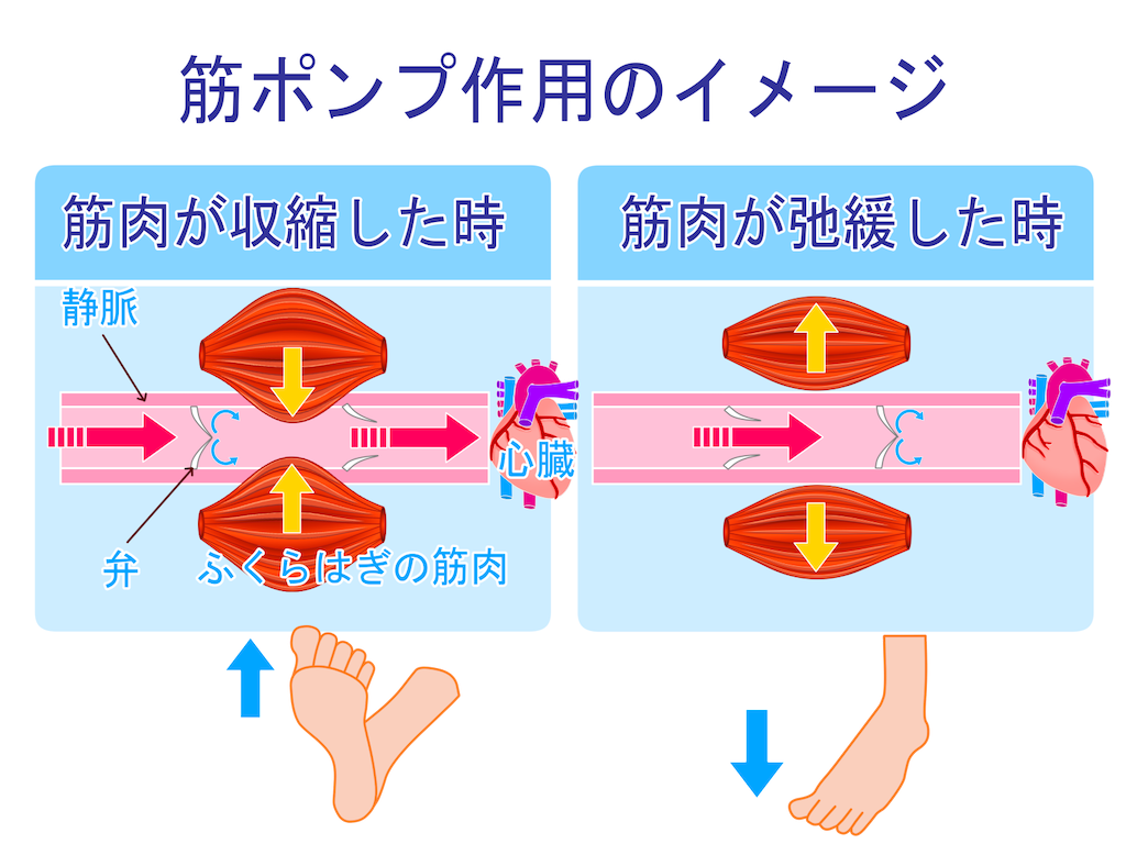 f:id:higashikawaguchigym:20220214131608p:image f:id:higashikawaguchigym:20220214131608p:image