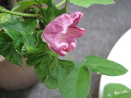 f:id:higashinaoko:20121101095117j:image f:id:higashinaoko:20121101095117j:image