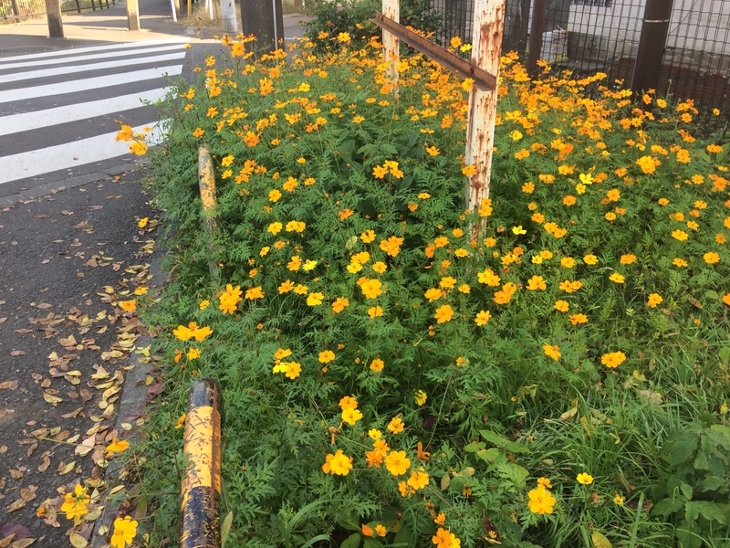 f:id:higasi-kurumeda:20201119100511j:plain