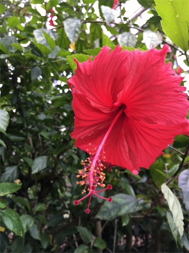 f:id:hige-mikan:20191221122150j:image f:id:hige-mikan:20191221122150j:image