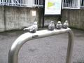 [スズメ] スズメ