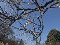 [梅] 大倉山公園梅林