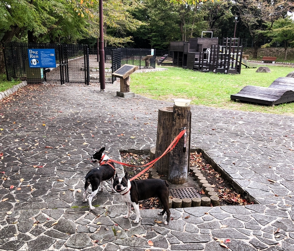 f:id:higejijiix:20181106201821j:plain