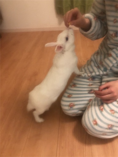 f:id:higekoioyaji:20191208200322j:image