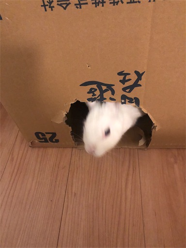 f:id:higekoioyaji:20191223124650j:image