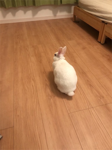 f:id:higekoioyaji:20200228121024j:image