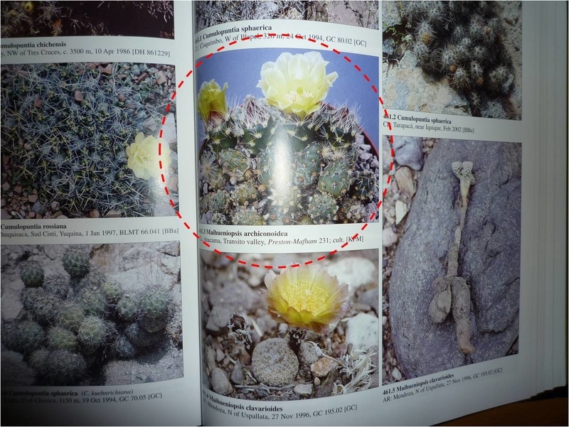 The New Cactus Lexicon 届いた - ヒャッハー水だー