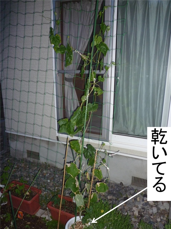 ヒョウタンとヘチマ フライング定植 In 札幌 ヒャッハー水だー ヒョウタンとヘチマ フライング定植 In 札幌 ヒャッハー水だー