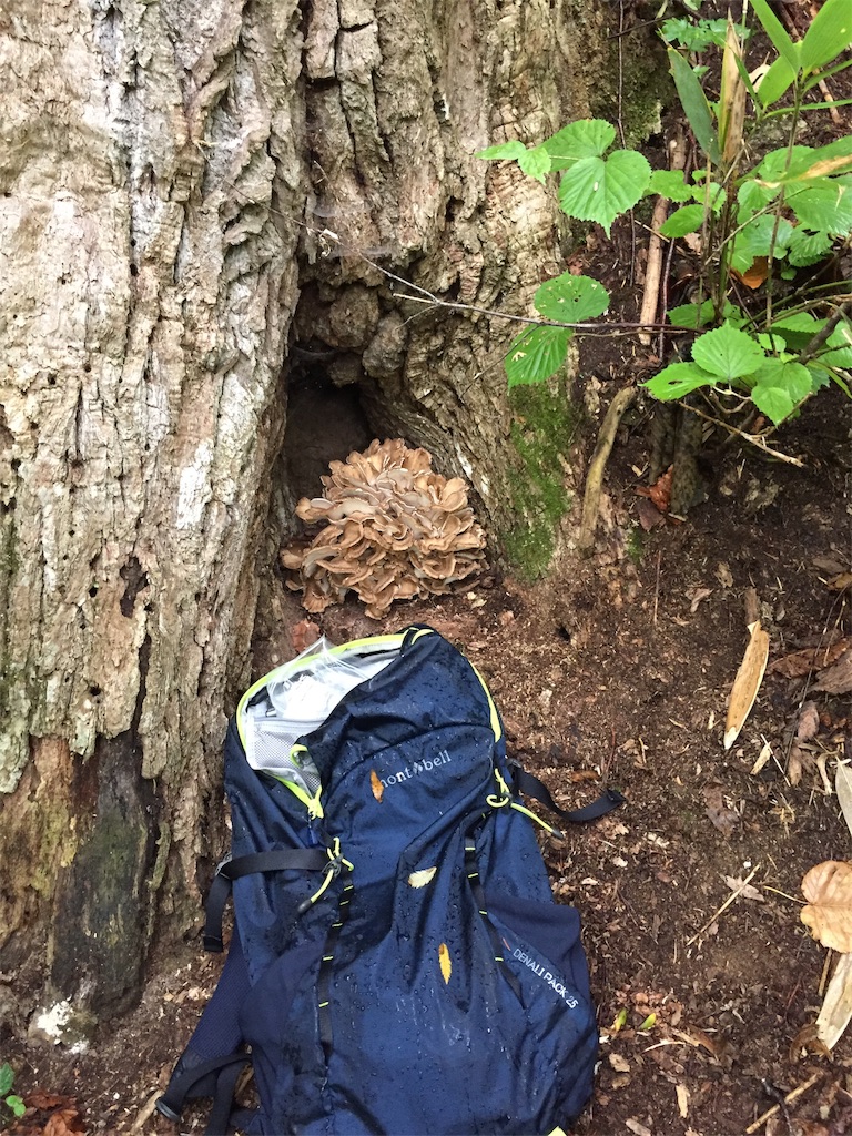 f:id:higemoomin:20200926221719j:image f:id:higemoomin:20200926221719j:image