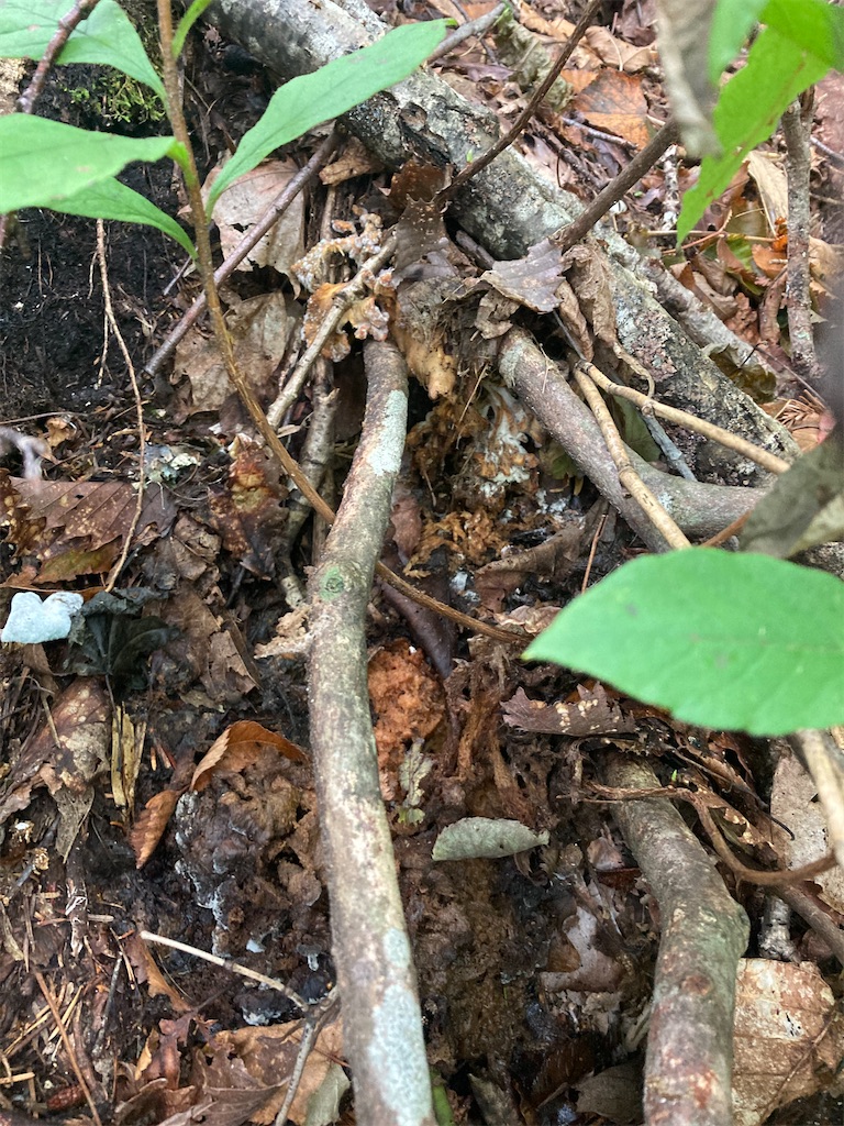 f:id:higemoomin:20220920112516j:image f:id:higemoomin:20220920112516j:image