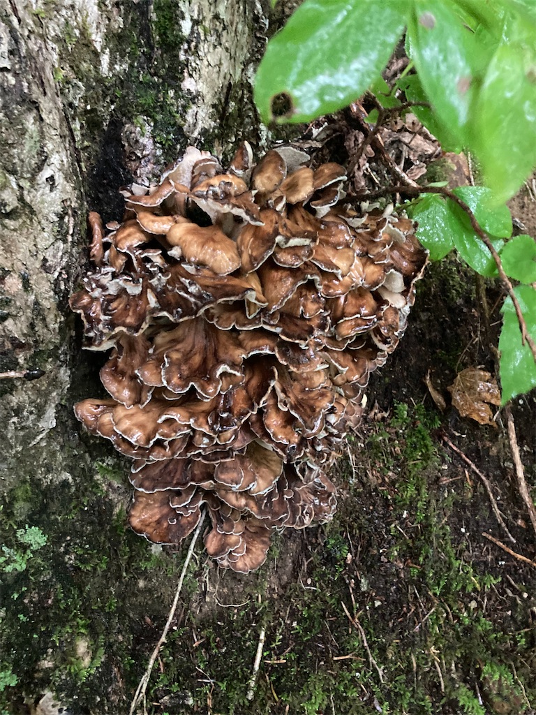 f:id:higemoomin:20220920113047j:image f:id:higemoomin:20220920113047j:image