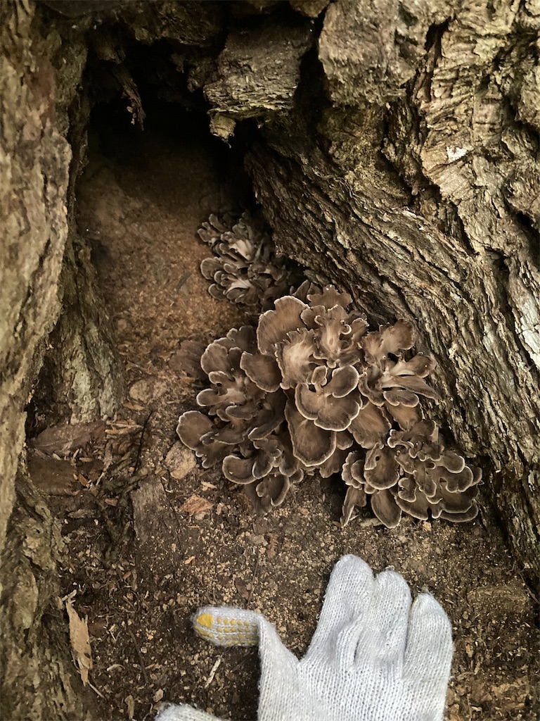 f:id:higemoomin:20230923130833j:image