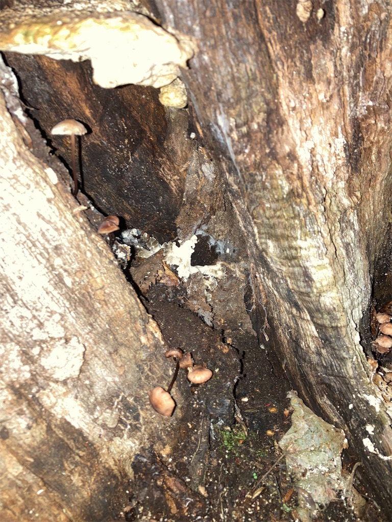 f:id:higemoomin:20230923131417j:image