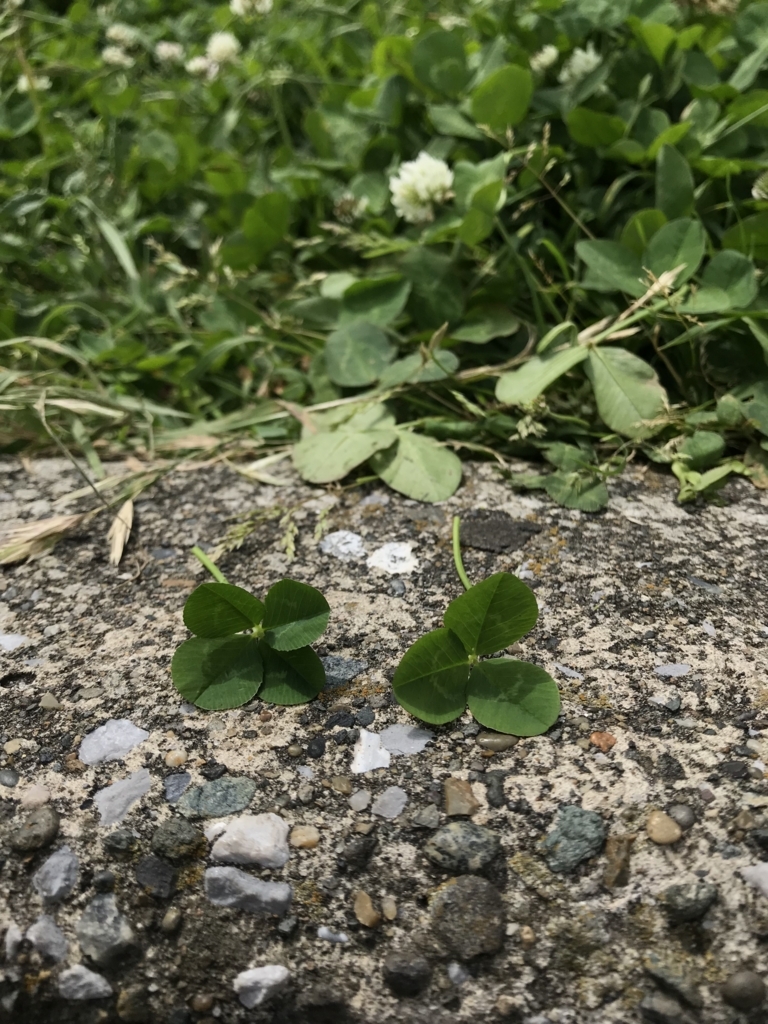 f:id:higeokun:20180430120628j:plain f:id:higeokun:20180430120628j:plain