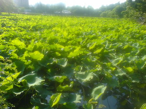f:id:higepon:20070616165827j:image:right