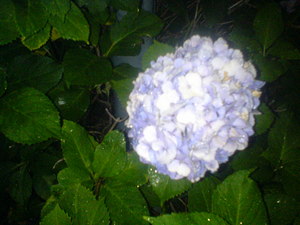 f:id:higepon:20070624195231j:image:right