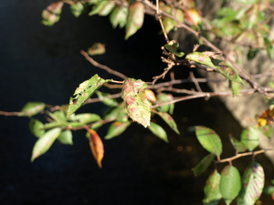 f:id:higepon:20071022110908j:image:right f:id:higepon:20071022110908j:image:right