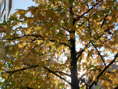 f:id:higepon:20071212105015j:image:right f:id:higepon:20071212105015j:image:right