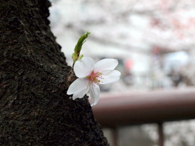 f:id:higepon:20080329162034j:image